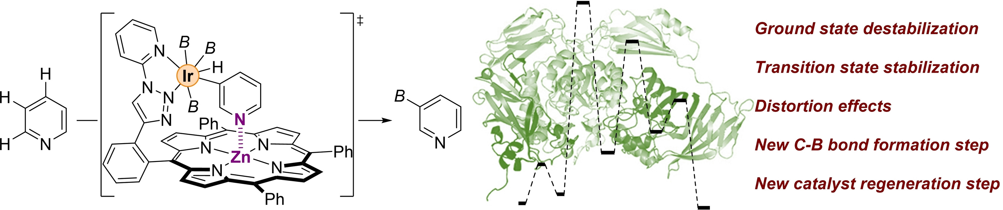 chem202201970-toc-0001-m